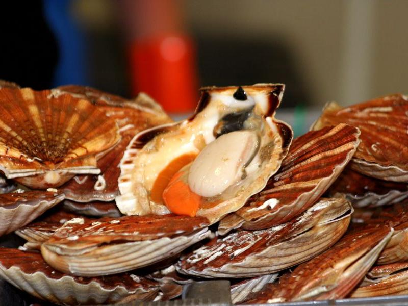 coquilles_saint_jacques_normandie_calvados_circuit_gourmand