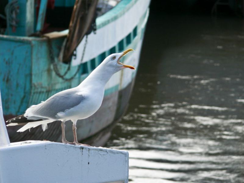Mouettes-Malik_Qaiser___Calvados_Attractivite