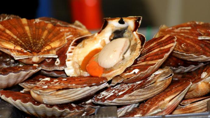coquille_saint_jacques_normandie_deauville